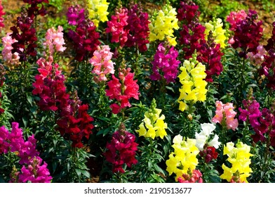 Garden blooming colorful snapdragon flower herb