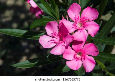 The garden with blooming plant oleander. Close up soft pink sweet oleander flower or rose bay ( fragrant oleander, Nerium oleander L, Nerium indicum Mill ) - Powered by Shutterstock
