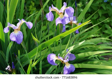 garden blue irises