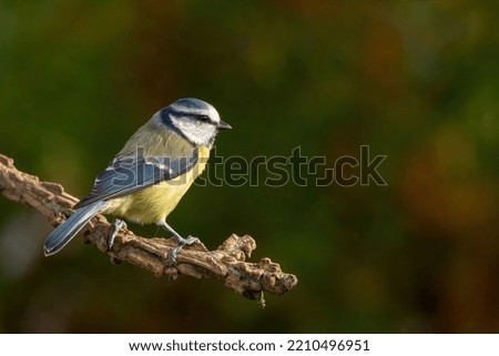 Similar – Eurasian Blue Tit