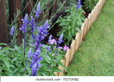 Garden Border With Blue Salvia 
