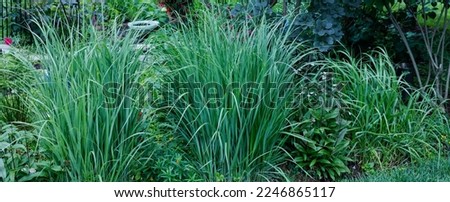 A garden bordered by a living fence made up of Northwind ornamental grasses, a compact, native clumping grass with excellent vertical form and dynamic structural look.