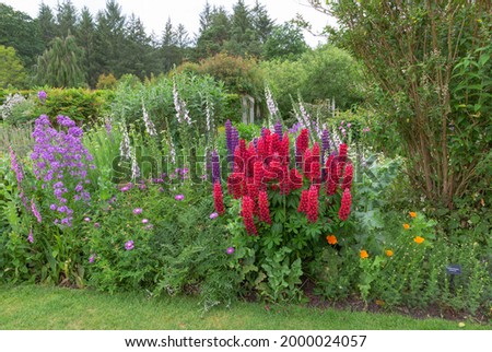 Garden borders with digitalis, lupins and primula at the forefront leading back to the woodand
