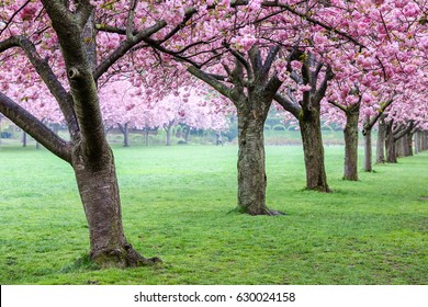 Garden At The Brooklyn Botanic Gardens In Spring Day, New York, USA.