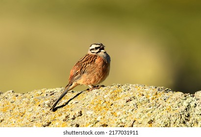 Garden Bunting In The Sierra De Gredos In Spring