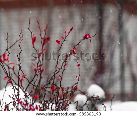 Garden bushes with red leaves,covered by snow