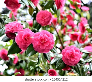 Garden Of Camellia Flower