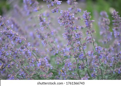 Garden catmint (Nepeta faassenii) Six Hills Giant flowers in a garden in June 2020 - Shutterstock ID 1761366743