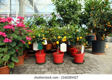 Garden Center With Blooming Plants And Fruit Trees