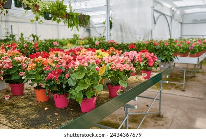 Garden center bussiness. Begonia flowerpot on sale inside the greenhouse of a plant nursery. Decorative flowers for the garden. - Powered by Shutterstock