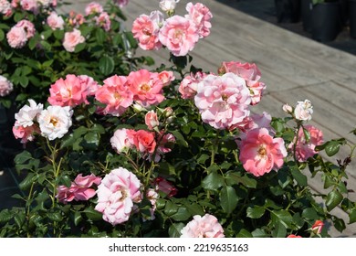 Garden center. Roses, a view from a drone. Trade, sale, cultivation of flower seedlings. A clear sunny day. - Shutterstock ID 2219635163