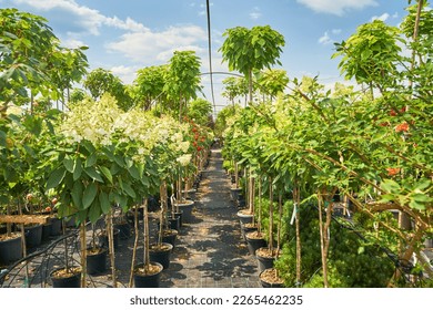 Garden centre, plant nursery, agriculture                                  - Powered by Shutterstock