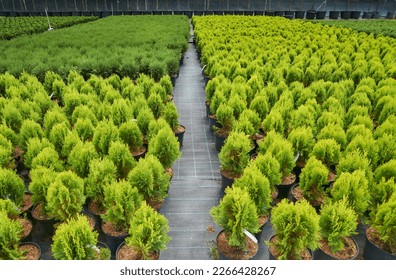 Garden centre, plant nursery, agriculture                                  - Shutterstock ID 2266428267