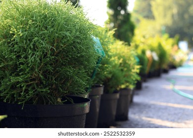 Garden centre, plant nursery, agriculture. Thuja trees in pots before planting - Powered by Shutterstock