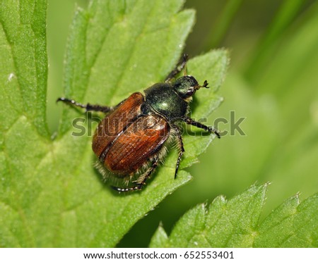 Garden Chafer Beetle - Phyllopertha horticola
on leaf