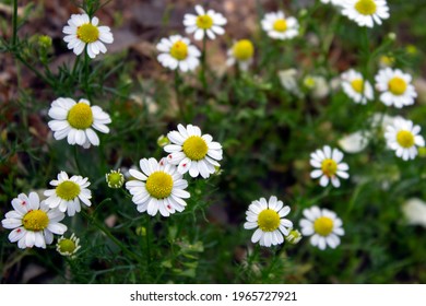 Garden with chamomile or camomile (is the common name for several daisy-like plants of the family Asteraceae), in Greece. selective focus
