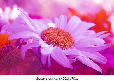 Garden chamomile in pink colors