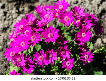 Garden Cineraria Purple Flower Cineraria Hybrida Stock Photo 1090150421