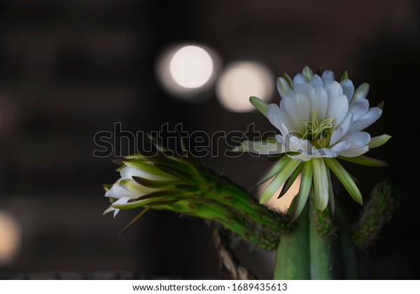 夜の町の庭 サボテンの花 エシノプシス パチャノイ サンペドロとも呼ばれる の写真素材 今すぐ編集