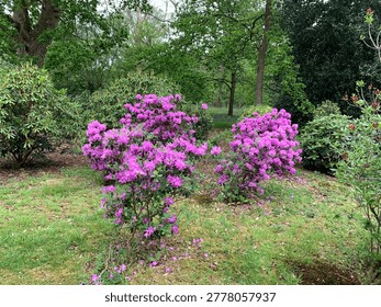 Garden composition features two flowering shrubs Rhododendron spp. bearing vivid magenta clusters scattered across branching structure. Individual blossoms show layered petals forming rounded trusses, contrasting with dark green evergreen foliage. Leaves appear elongated, leathery, arranged in dense whorls along woody stems. Grassy ground surrounds plants, creating open foreground, while mixed trees, shrubs provide varied backdrop. Soft daylight enhances colour saturation, highlighting ornamental character, seasonal bloom display within landscaped setting.