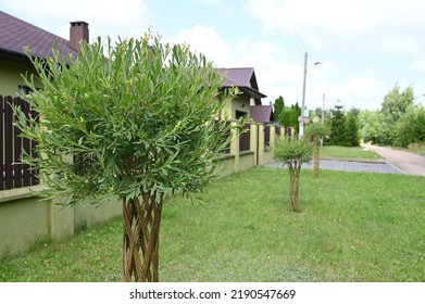 Garden Composition With Willow, Wicker Tree. Willow Palm. Landscapin. Front Yard.