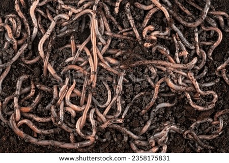 Garden compost and living earthworms for fishing, top view. Worms on the ground.