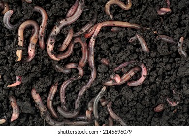 Garden compost and worms - top view of earthworms in black soil as background. - Shutterstock ID 2145696079