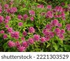 echinacea 'pink double delight'