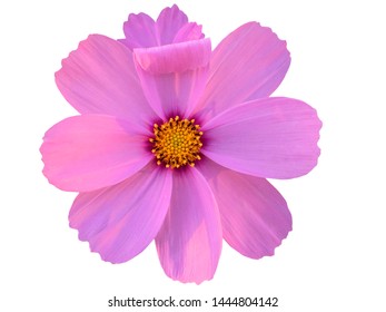 Garden Cosmos On White Background Isolated Stock Photo 1444804142 ...