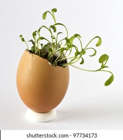 Garden Cress Growing In An Egg Shell