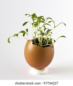 Garden Cress Growing In An Egg Shell