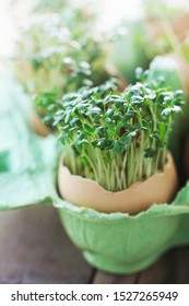 Garden Cress Growing Out Of An Eggshell