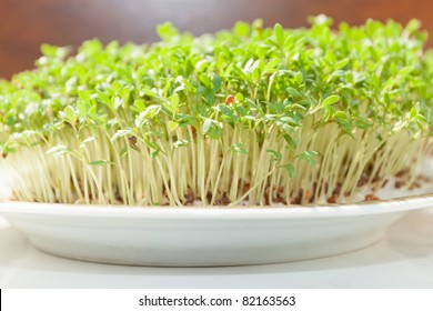 1,164 Lepidium sativum Images, Stock Photos & Vectors | Shutterstock