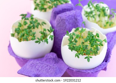 Garden Cress Sprouts In Eggshell, Purple Paper Egg Holder, On A Pink Background, Horizontal, Closeup