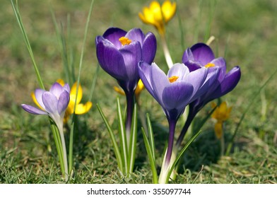 Garden Crocus; Vernus