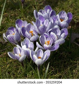 Garden Crocus; Vernus