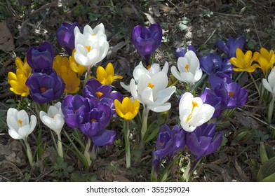 Garden Crocus; Vernus, Meadow