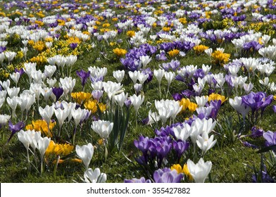 Garden Crocus; Vernus, Meadow