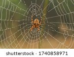 Garden or Cross Spider - Araneus diadematusWith Morning Dew