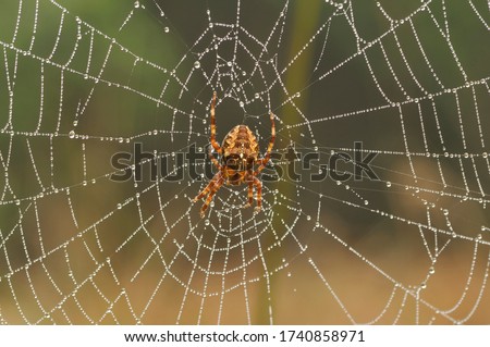 Garden or Cross Spider - Araneus diadematus
With Morning Dew