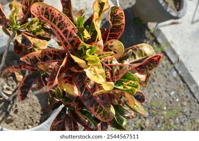 Garden croton Plant - Close up of Vibrant Croton leaf (Codiaeum variegatum Croton, Lauriegated Laurel, Garden Croton, Orange Jessamine). There are many different colors and shapes of the leaf surface. - Powered by Shutterstock