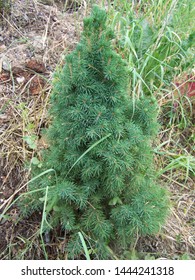 Garden Cultivar Miniature Spruce Bonsai