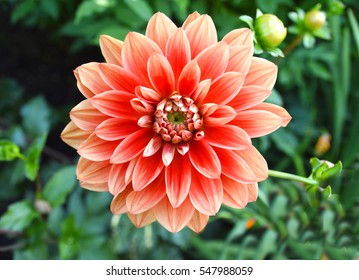 Dhalia Images Stock Photos Vectors Shutterstock<script async src=