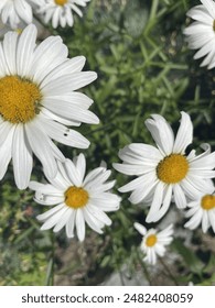 Garden of daisies free photo