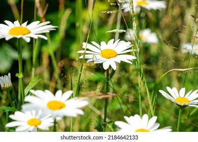 Garden daisies ( Leucanthemum vulgare ) on a natural background of green grass. Flowering of daisies. Oxeye daisy, Daisies, Common daisy, Dog daisy, Moon daisy. Gardening concept