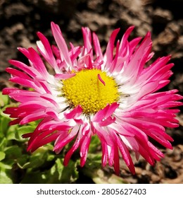 a garden daisy with thin needle like petals of pink color with a white base and an expressive yellow tubular core blooms on dark soil in the spring period of the season of the year