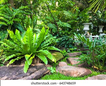 The garden decorated with various kinds of fern, especially the bird nest fern. Tropical-look style for outdoor living space.