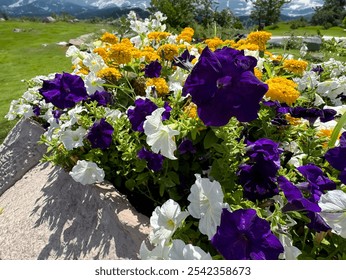 Garden decoration with colorful petunia flowers. White and purple petunia flowers. Petunias. Beautiful background, backdrop, screen, desktop of white and purple petunia flowers. Close-up. - Powered by Shutterstock