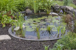 Garden Decoration In A Cottage Garden,  Pond With Water-lily