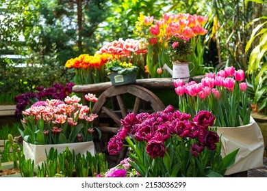 Garden decorative wooden cart with multi-colored varietal flowers in a greenhouse or garden. Pink, yellow, burgundy, red and white tulips. Floriculture or gardening concept. 